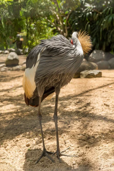 Parque de aves Bali en Sanur — Foto de Stock