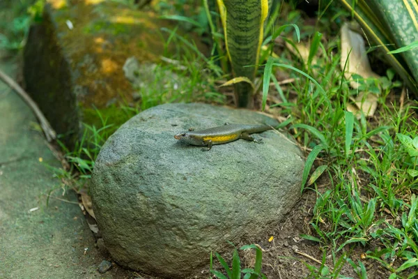 Reptiles in Bali Bird Park — Stock Photo, Image