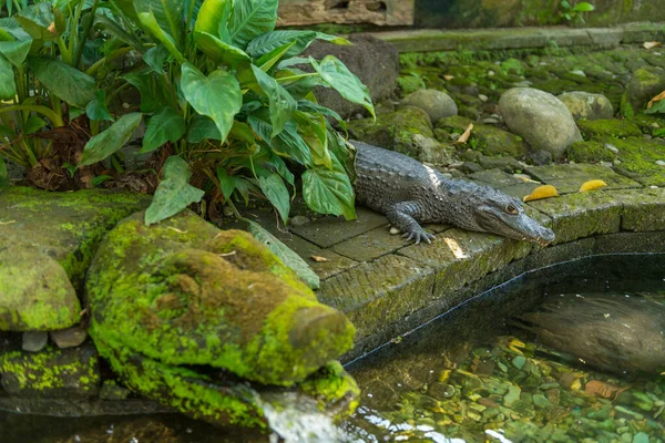 Reptiles in Bali Bird Park — Stock Photo, Image