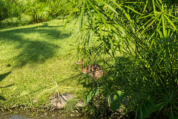 Ptačí park Bali v Sanuru — Stock fotografie