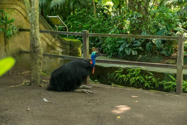 Parco degli uccelli di Bali a Sanur — Foto Stock