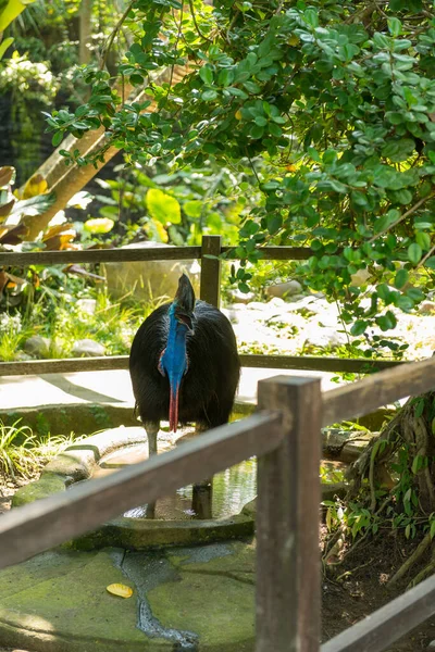 Parco degli uccelli di Bali a Sanur — Foto Stock