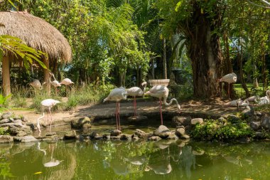 Sanur 'daki Bali kuş parkı