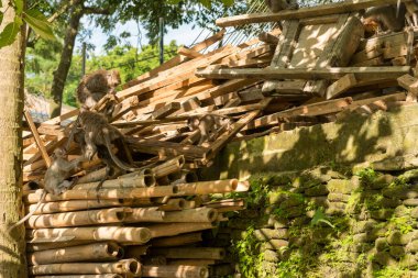 Ubud Bali 'deki Maymunlar
