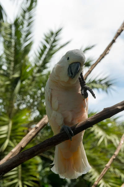 Балі - парк птахів у Санурі. — стокове фото
