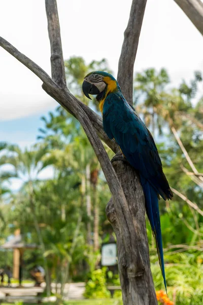 Parco degli uccelli di Bali a Sanur — Foto Stock