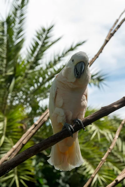 Ptačí park Bali v Sanuru — Stock fotografie