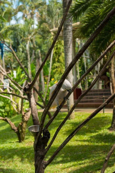 Parque de pássaros Bali em Sanur — Fotografia de Stock