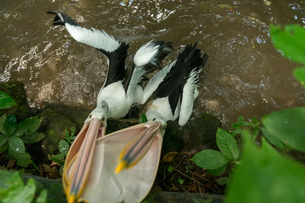 Pelican with open mouth — Stock Photo, Image