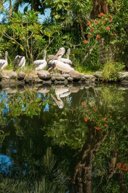 Sanur 'daki Bali kuş parkı