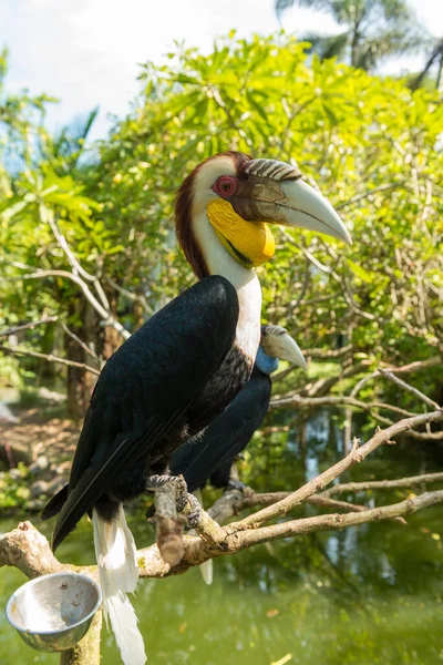 サヌールにバリ島の鳥公園 — ストック写真