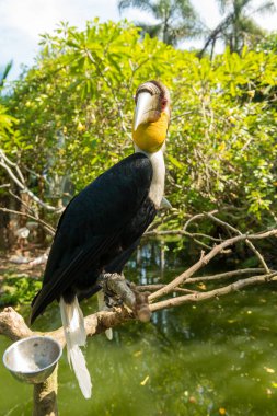 Sanur 'daki Bali kuş parkı