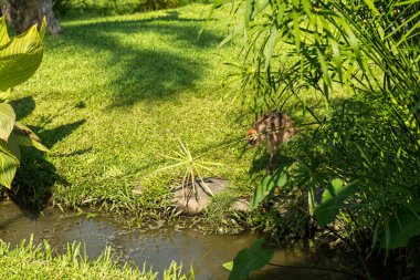 Sanur 'daki Bali kuş parkı