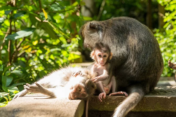 Ubud Bali 'deki Maymunlar — Stok fotoğraf