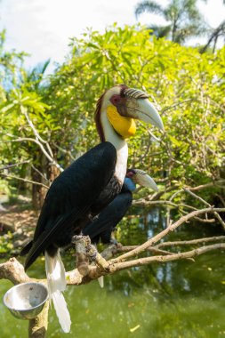 Sanur 'daki Bali kuş parkı