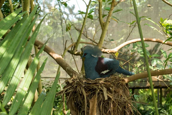 Bali bird park in Sanur