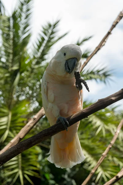 Ptačí park Bali v Sanuru — Stock fotografie