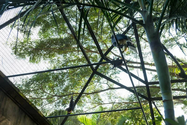 Parque de pássaros Bali em Sanur — Fotografia de Stock