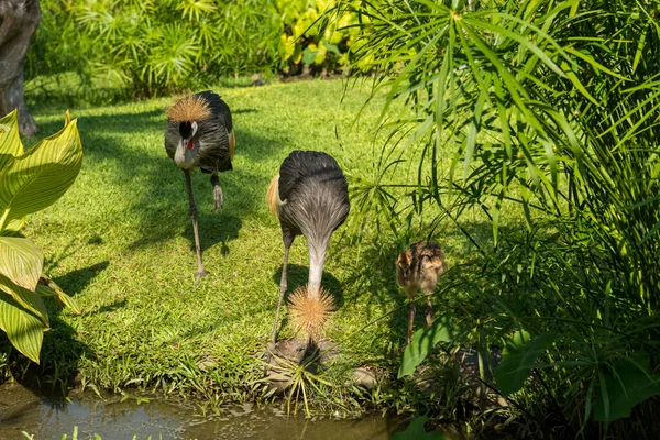 Bali bird park in Sanur