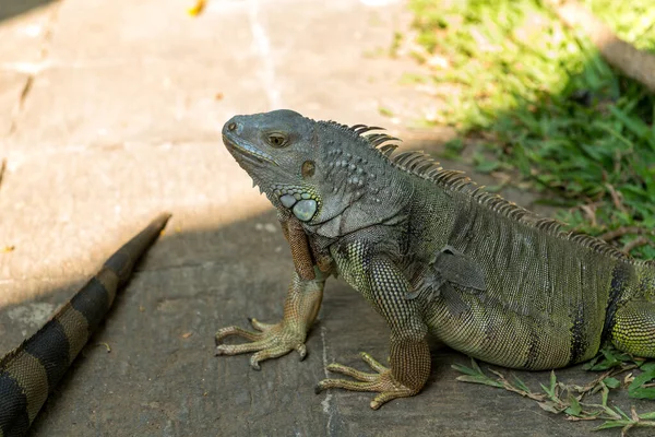 Rettili nel parco degli uccelli di Bali — Foto Stock