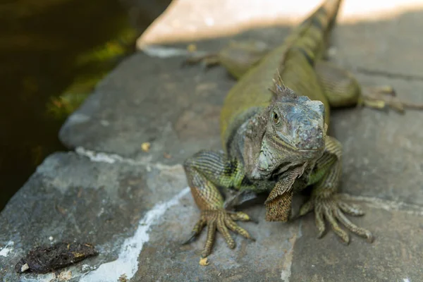 발리 버드 공원의 파충류 — 스톡 사진