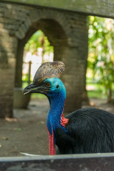 Parco degli uccelli di Bali a Sanur — Foto Stock