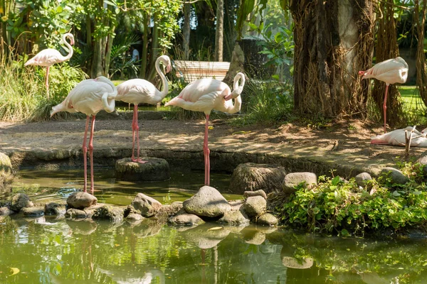 Parque de pássaros Bali em Sanur — Fotografia de Stock