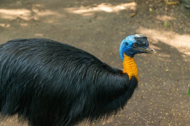 Sanur 'daki Bali kuş parkı