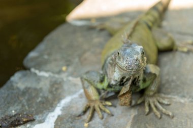 Bali Kuş Parkı 'nda Sürüngenler