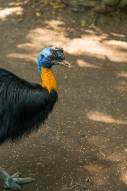 Sanur 'daki Bali kuş parkı