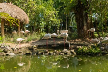 Sanur 'daki Bali kuş parkı