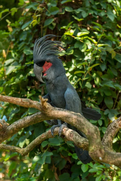 サヌールにバリ島の鳥公園 — ストック写真