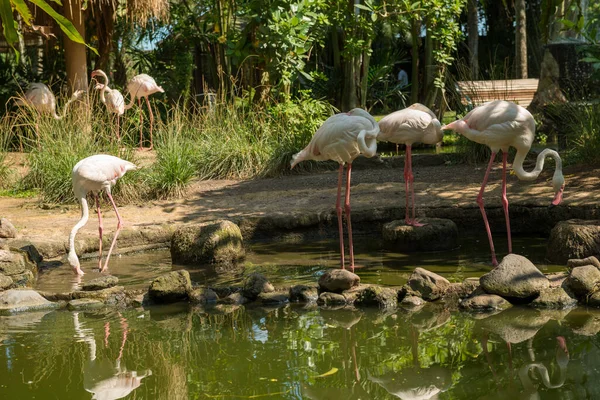 Parque de pássaros Bali em Sanur — Fotografia de Stock