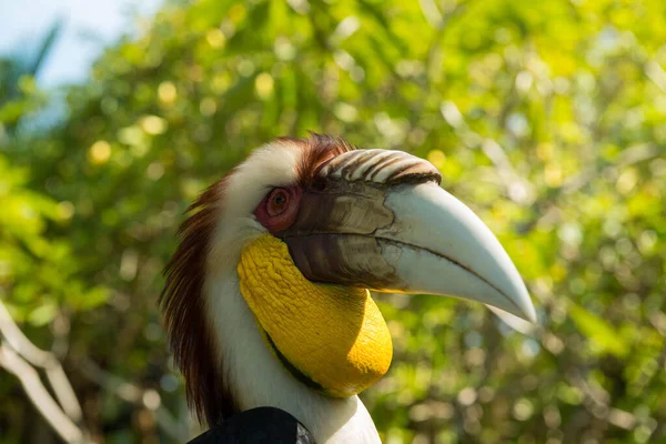 Parque de aves Bali en Sanur —  Fotos de Stock