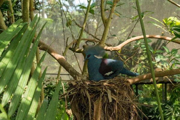 サヌールにバリ島の鳥公園 — ストック写真