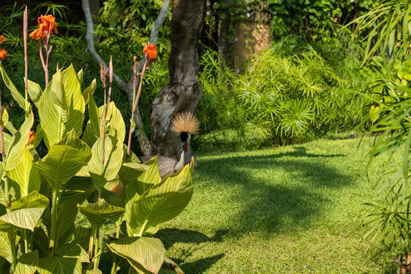 Parque de pássaros Bali em Sanur — Fotografia de Stock