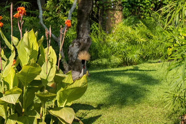 Bali bird park in Sanur — Stock Photo, Image