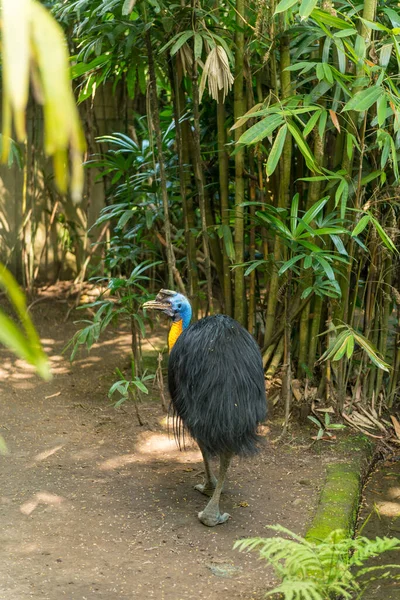 Parco degli uccelli di Bali a Sanur — Foto Stock