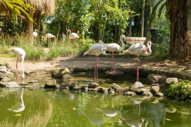 Sanur 'daki Bali kuş parkı