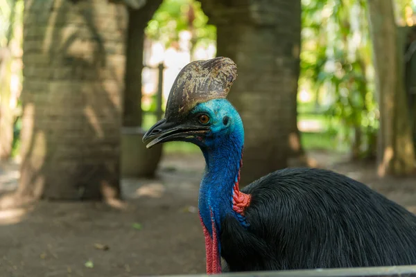 Bali bird park in Sanur — Stock Photo, Image