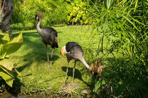 Parque de pássaros Bali em Sanur — Fotografia de Stock