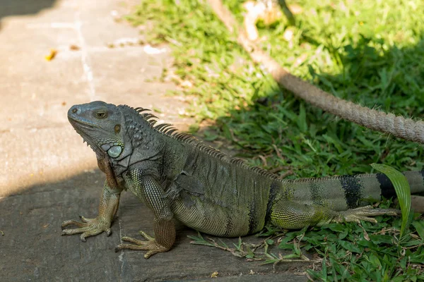 Reptilien im Bali Vogelpark — Stockfoto