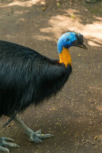 Park ptaków Bali w Sanur — Zdjęcie stockowe