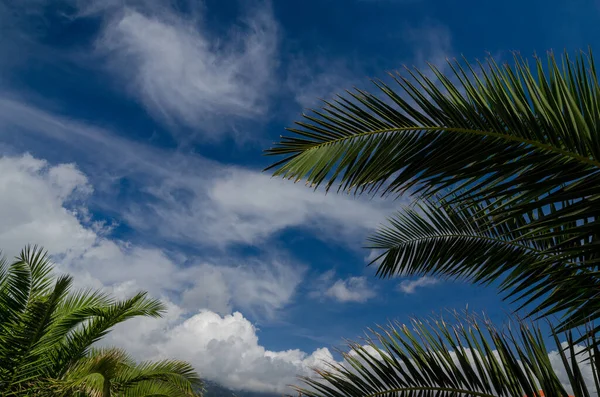 Blue sky with palm trees — Stock Photo, Image