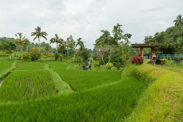 Turista a Rice Paddies-ban — Stock Fotó