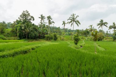 Jatiluwih 'te pirinç tarlaları