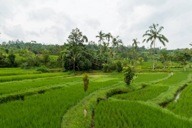 Bali 'de pirinç tarlaları