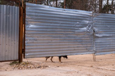 Bekçi köpeği çitin altından dışarı bakıyor.