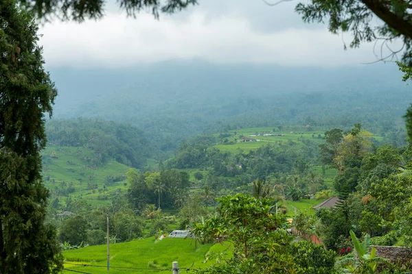 Pola ryżowe na Bali — Zdjęcie stockowe