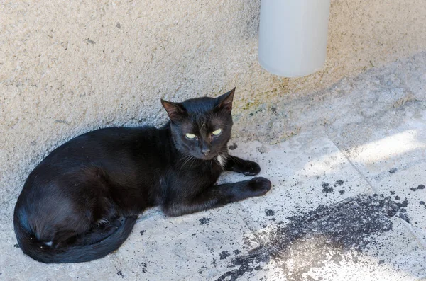 Gatto randagio nella città vecchia — Foto Stock